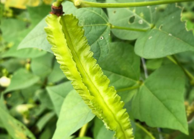 aaa