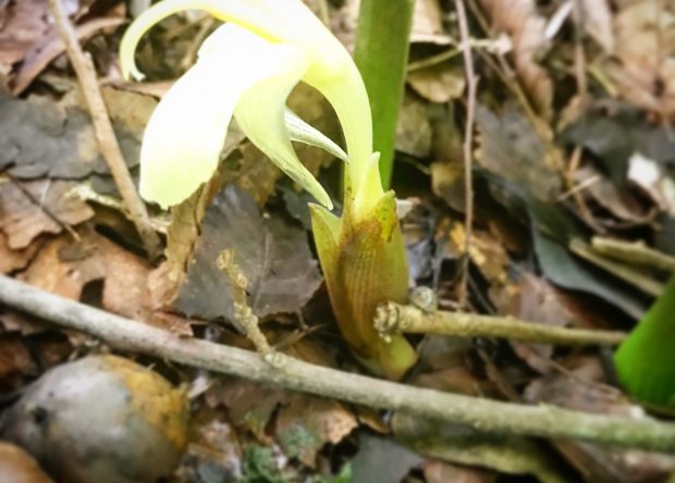 aaa