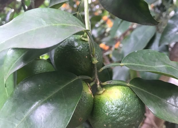 aaa