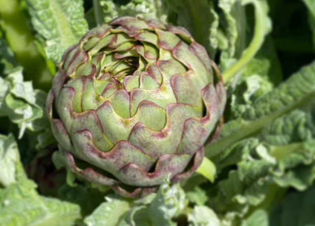 aaa