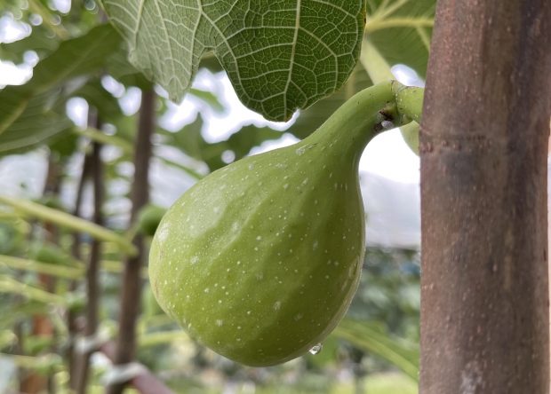aaa